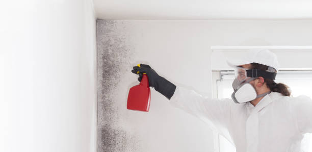 Mold Removal Process in Thief River Falls, MN