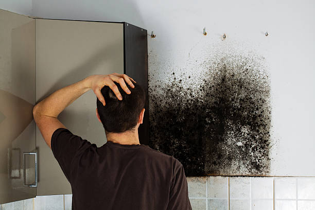 Best Black Mold Removal  in Thief River Falls, MN