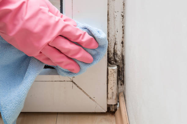 Certified Mold Removal in Thief River Falls, MN